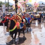 壬生の花田植がユネスコ世界遺産登録で大注目！その歴史と2014年の日程は？