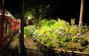 A 幻想的な夜アジサイの世界へ…箱根登山鉄道「夜のあじさい号」_html_m696866e2