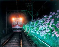 A 幻想的な夜アジサイの世界へ…箱根登山鉄道「夜のあじさい号」_html_m4c9bafa1