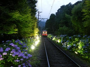 A 幻想的な夜アジサイの世界へ…箱根登山鉄道「夜のあじさい号」_html_5e7d455