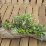 多肉植物の飾り方をマスターしてお部屋のインテリアに取り入れてみよう！