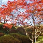 箱根・蓬莱園の紅葉2013 見ごろ時期とおすすめスポット